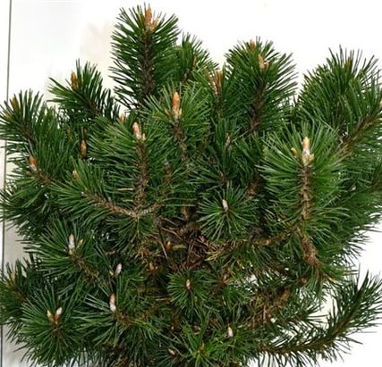 Сосна горная Хампи